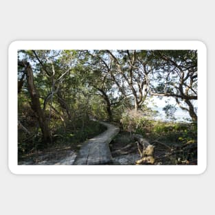 Boardwalk into the mangroves Sticker